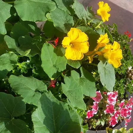 Εξοχικό σπίτι El Cuartelillo Viejo