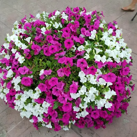 Εξοχικό σπίτι El Cuartelillo Viejo