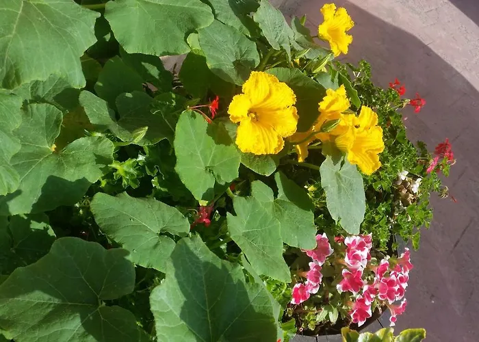 乡村民宿 爱库尔特里罗酒店