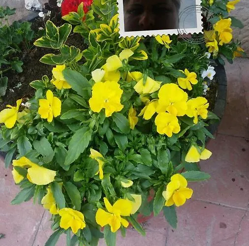 Lantställe El Cuartelillo Viejo Polientes