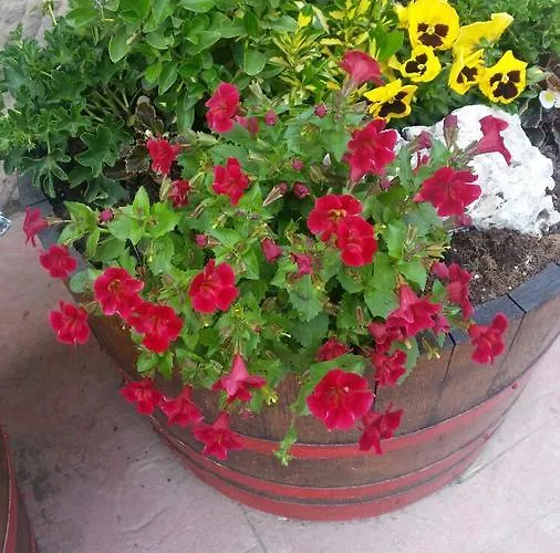 爱库尔特里罗酒店 乡村民宿 Polientes