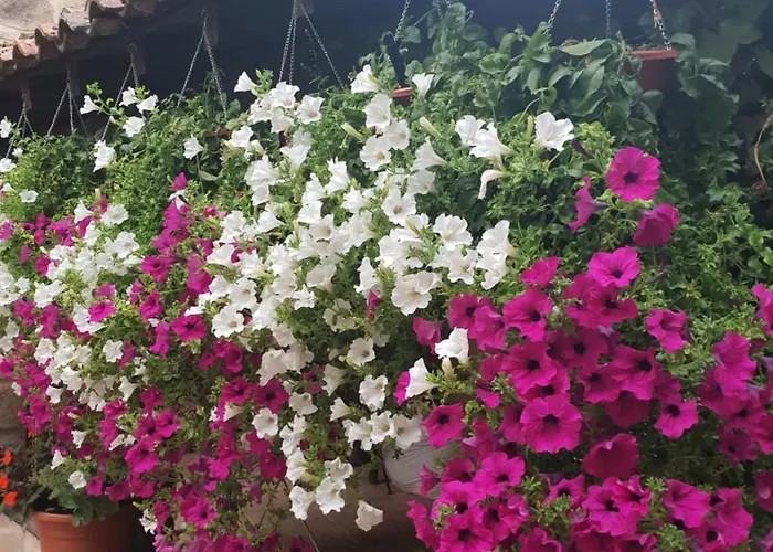 乡村民宿 爱库尔特里罗酒店 *