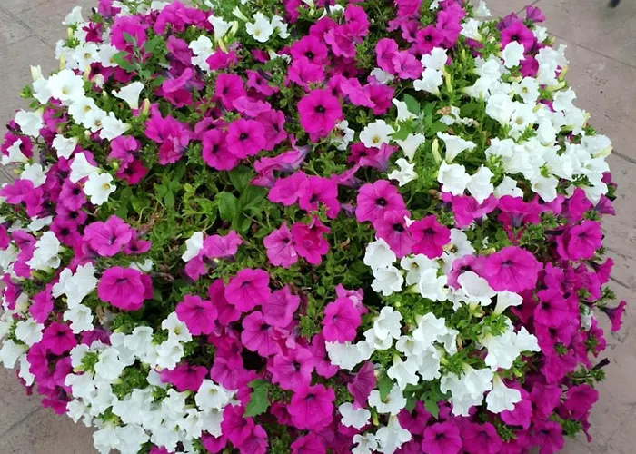 乡村民宿 爱库尔特里罗酒店